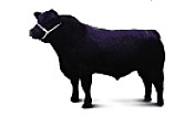 Cairnton Aberdeen Angus